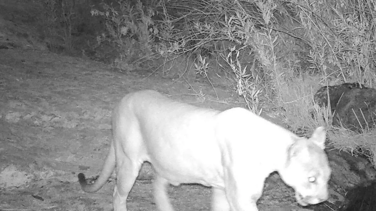 Pumas en San Francisco de la Sierra 1